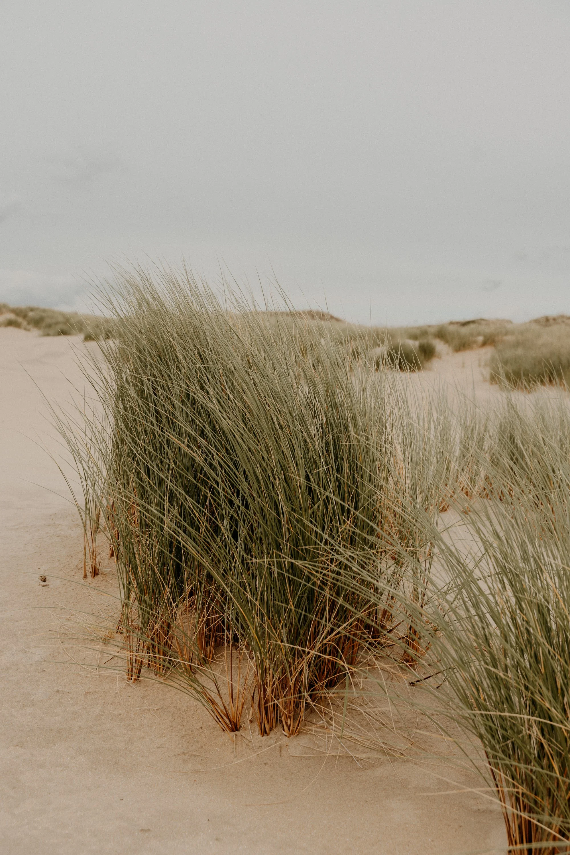 Authentische Paarfotografie Holland – verliebter Blick zwischen Dünen und Meer.