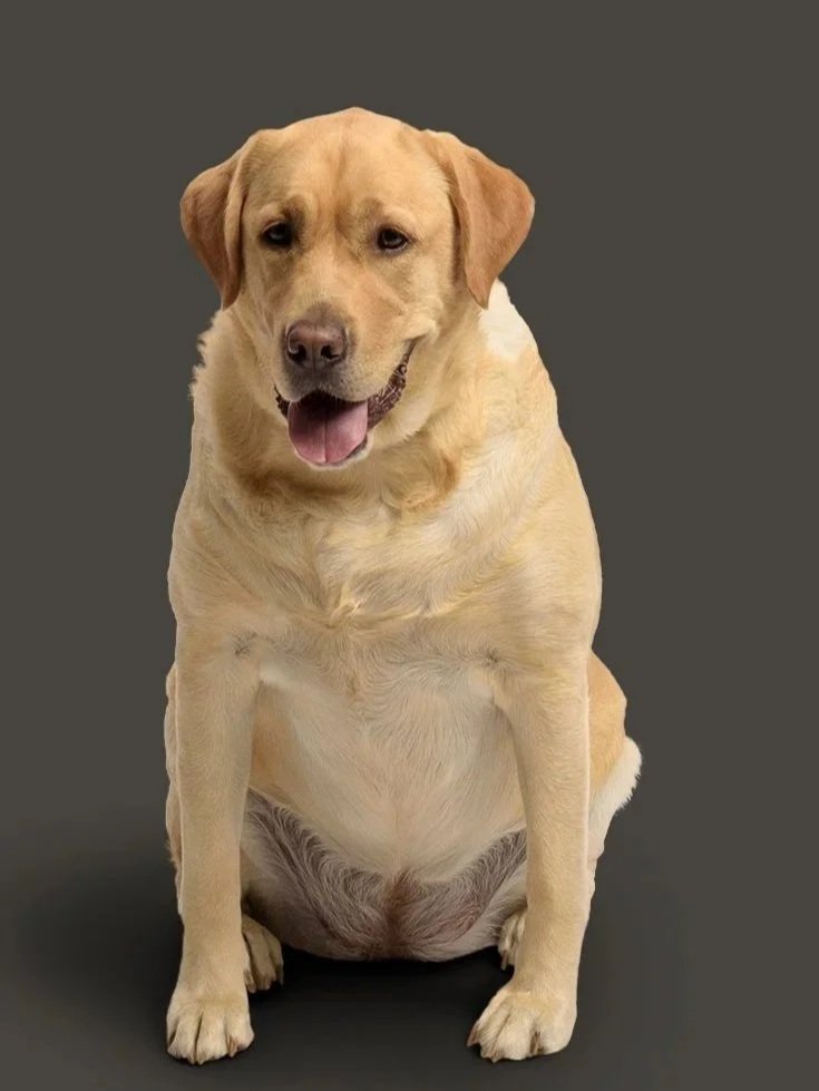 A photo of Chief Canine Officer, Angel, a happy yellow Labrador Retriever sitting against a gray background.