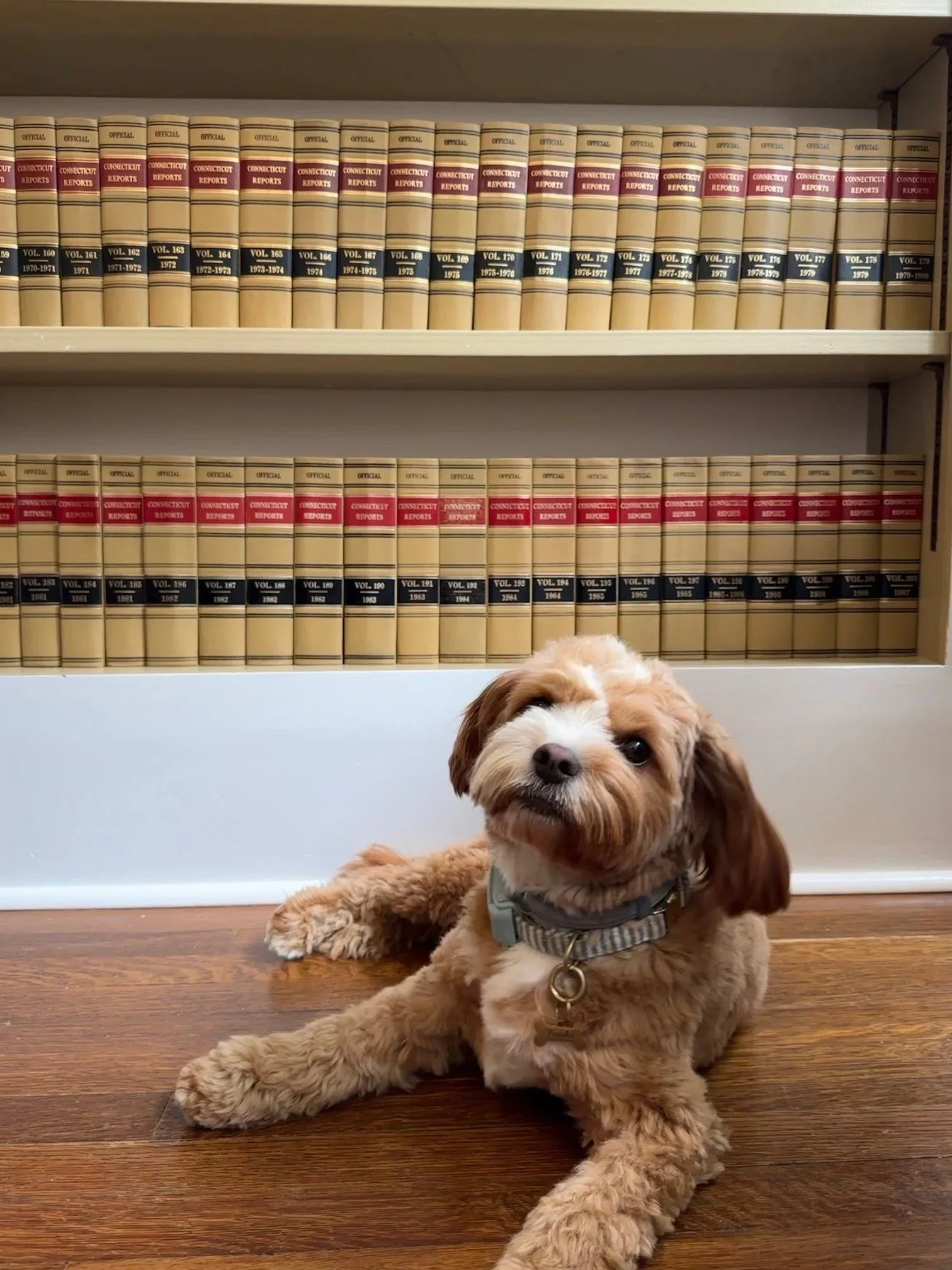 A photo of Canine Counsel, Frankie, a cute brown and white puppy with a grey collar lying on a wooden floor indoors, with shelves of legal books in the background.