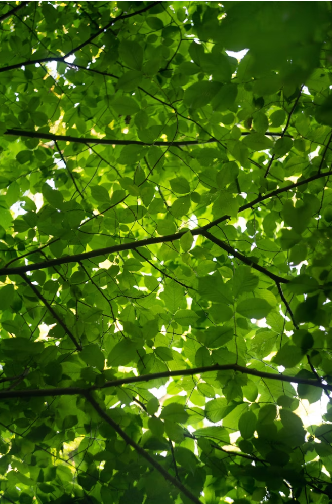 Looking up at green tree leaves with sunlight filtering through.