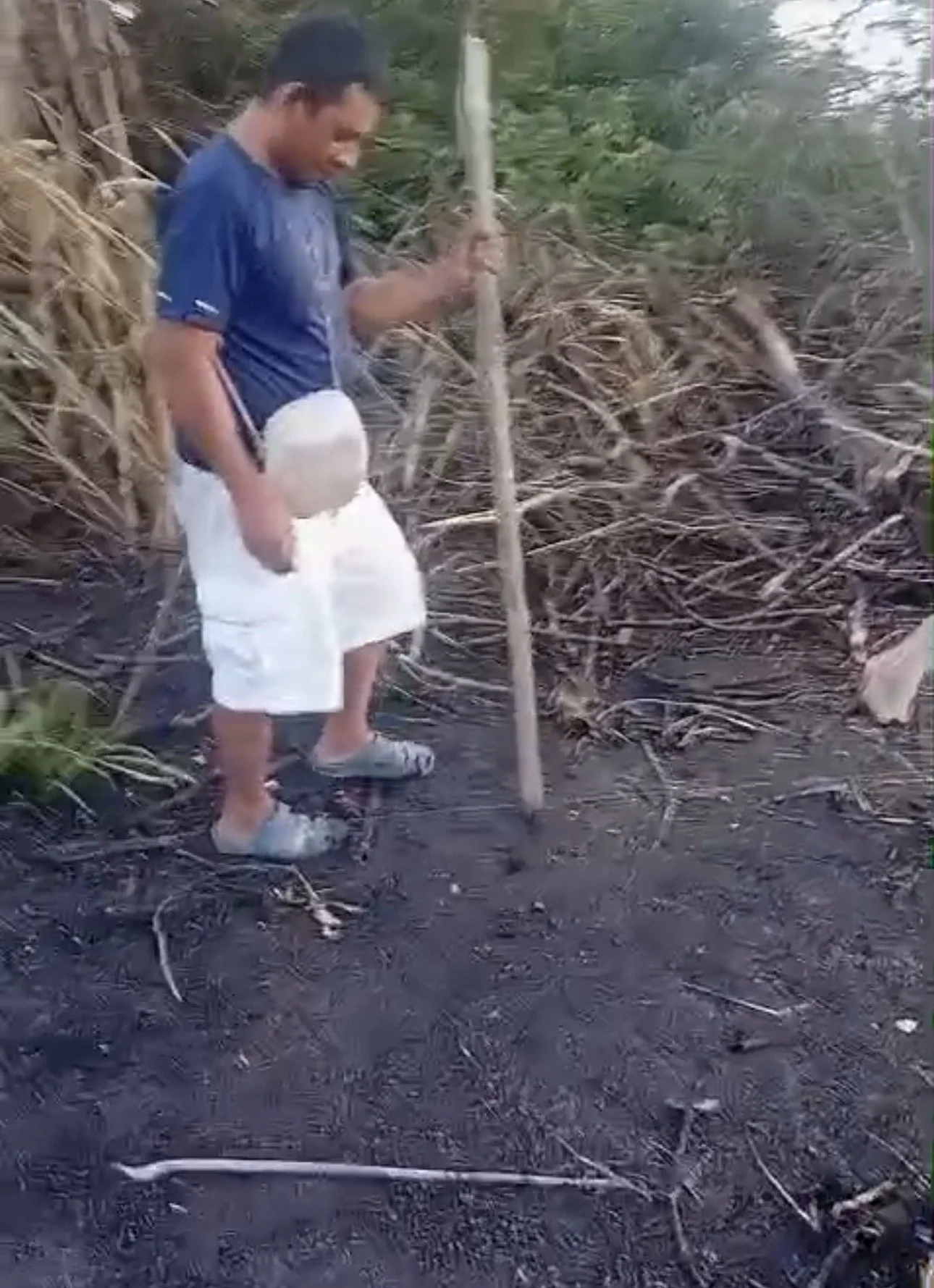 Local worker plants field that has been prepared for corn in Caledonia Village, Belize as part of True Belize's sustainable agriculture and food security program.