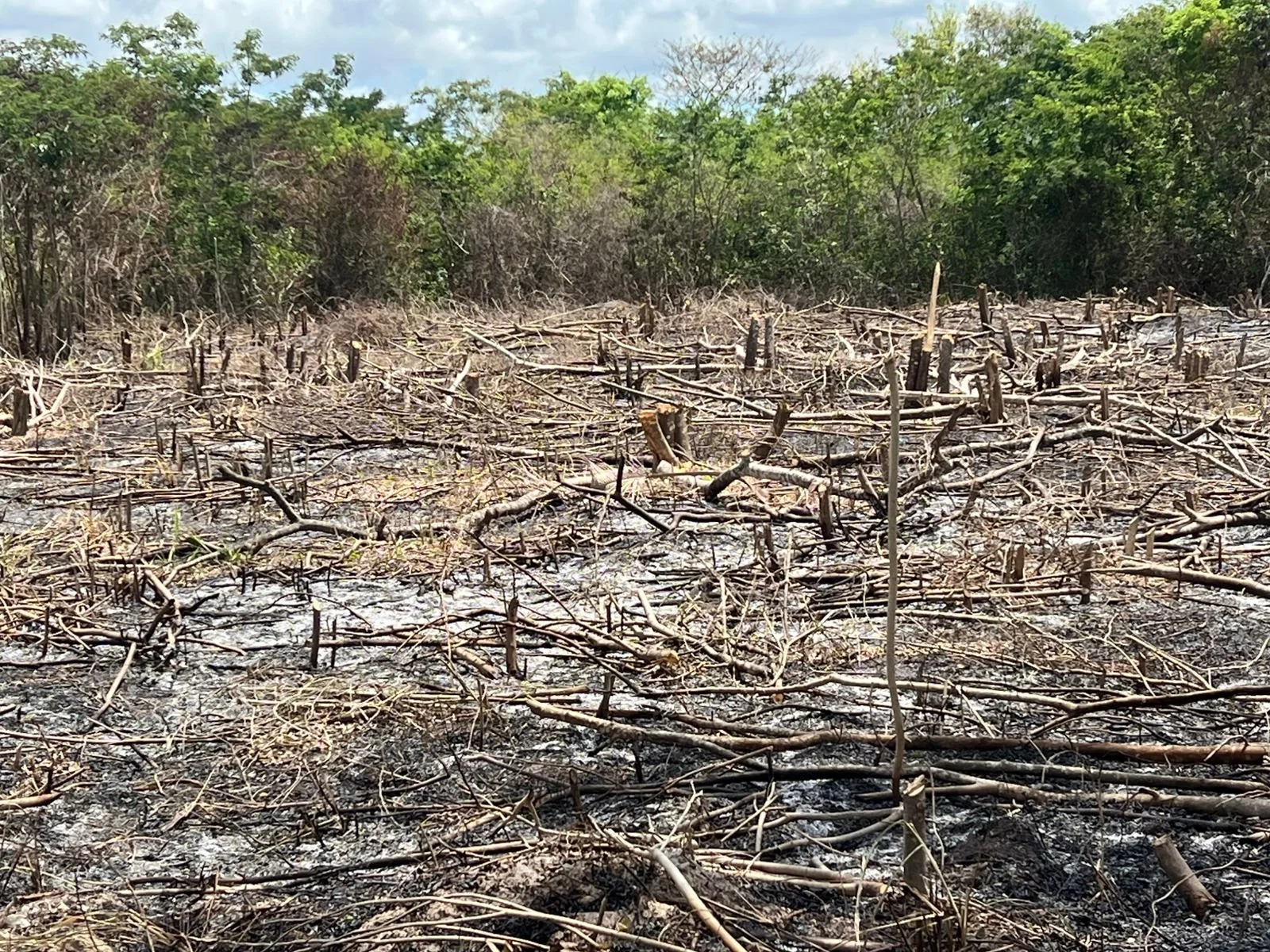 Community field being prepared to plant corn for Caledonia Village, Belize as part of True Belize's sustainable agriculture and food security program.