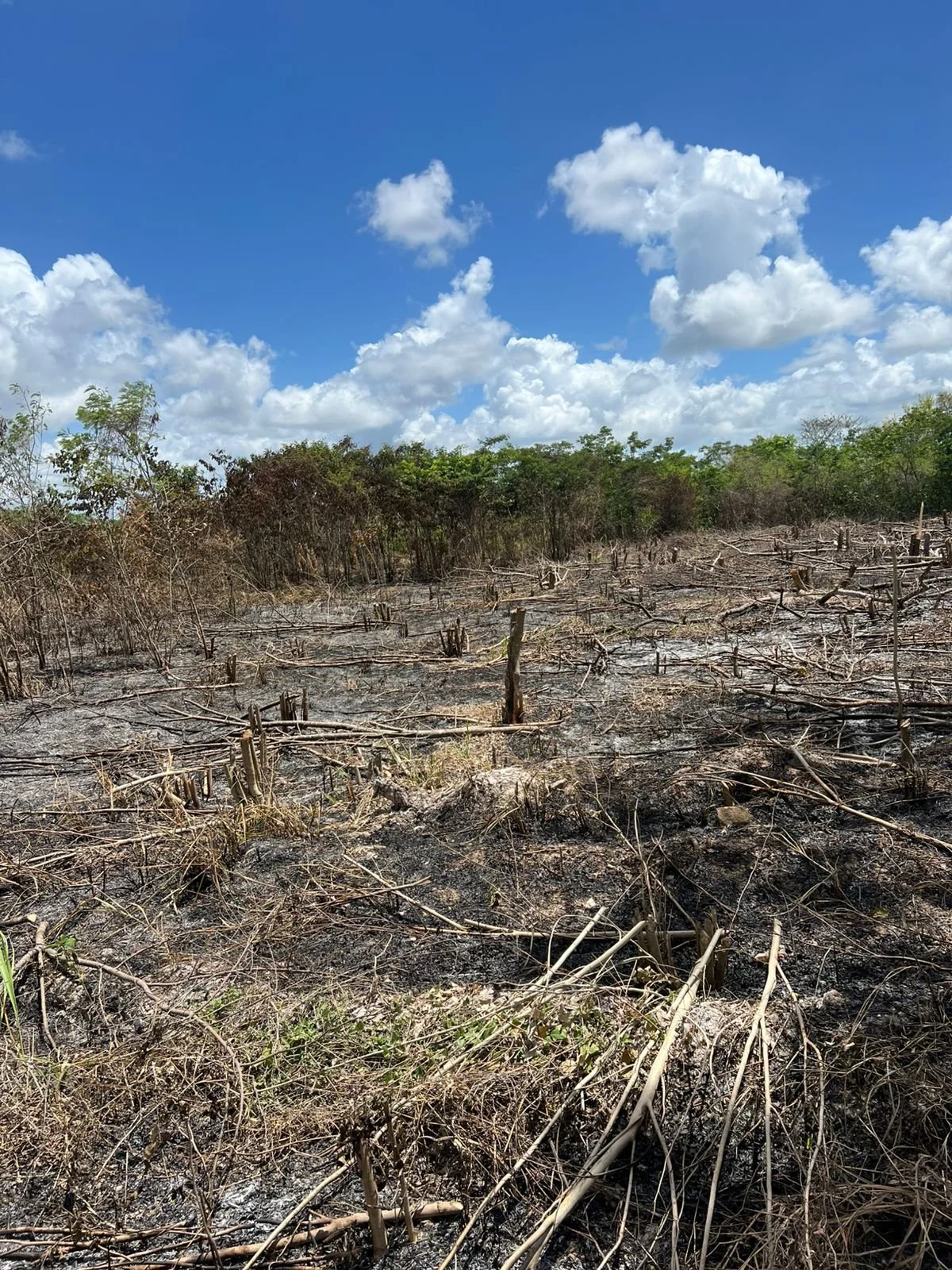 Community field being prepared to plant corn for Caledonia Village, Belize as part of True Belize's sustainable agriculture and food security program.