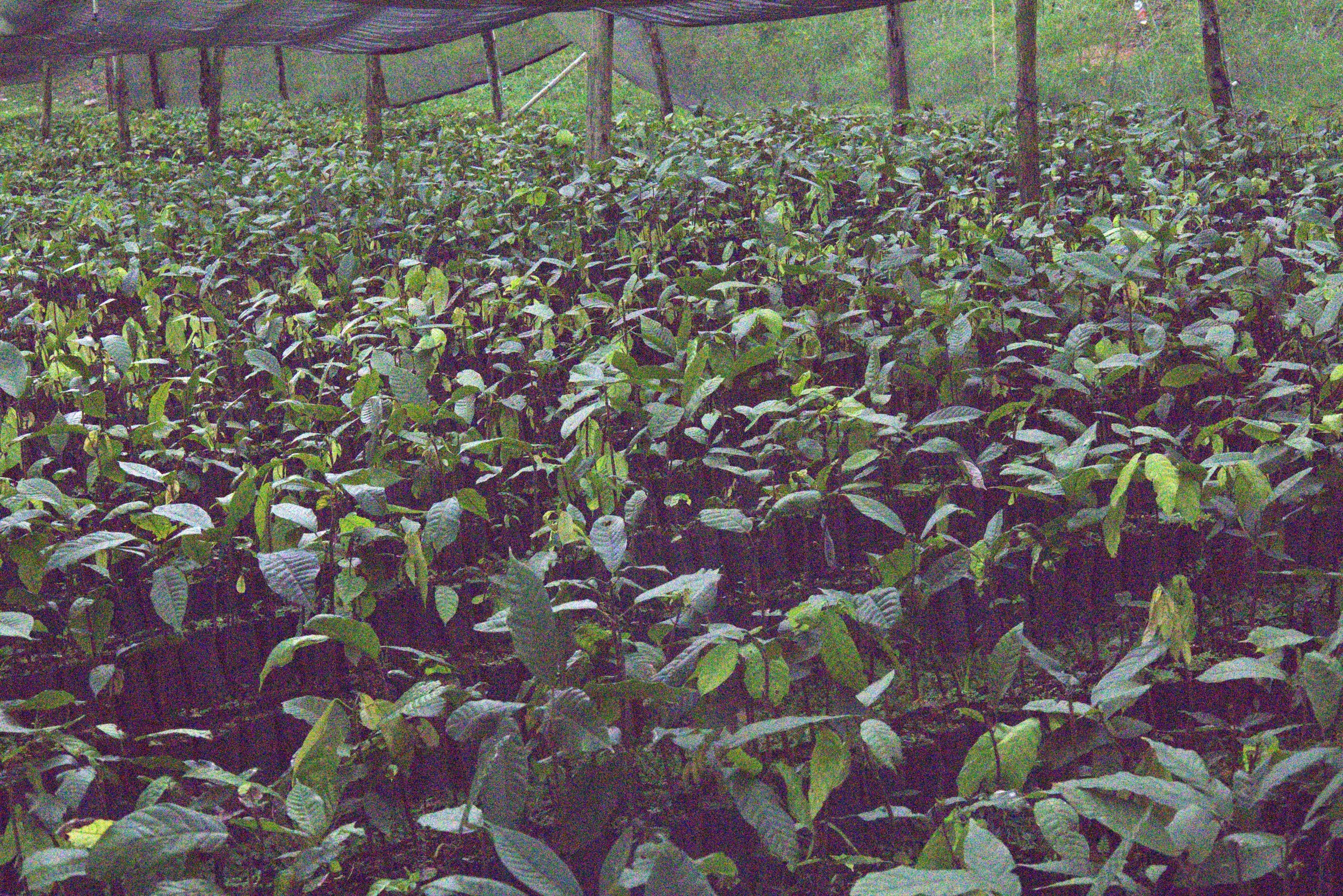 Invernadero de plantas de cacao