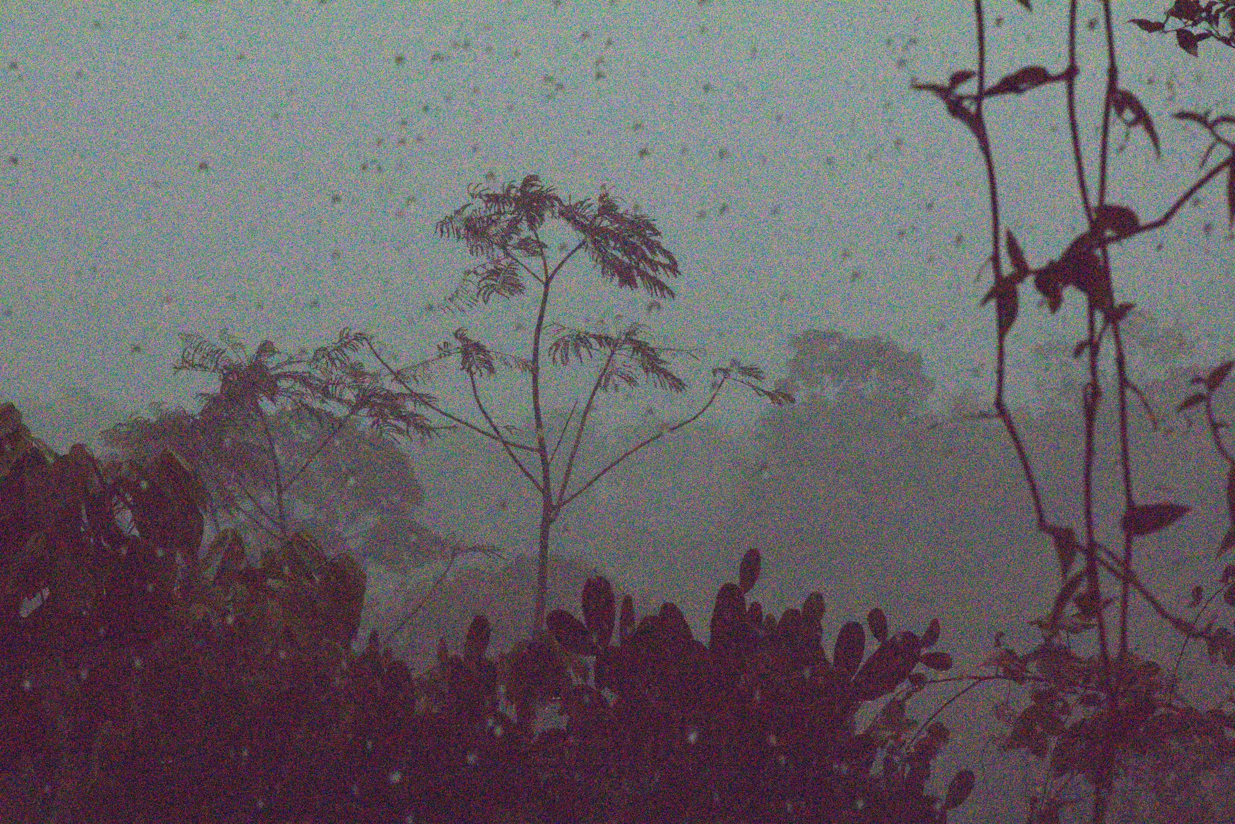 Arboles y plantas de Chiapas en la lluvia