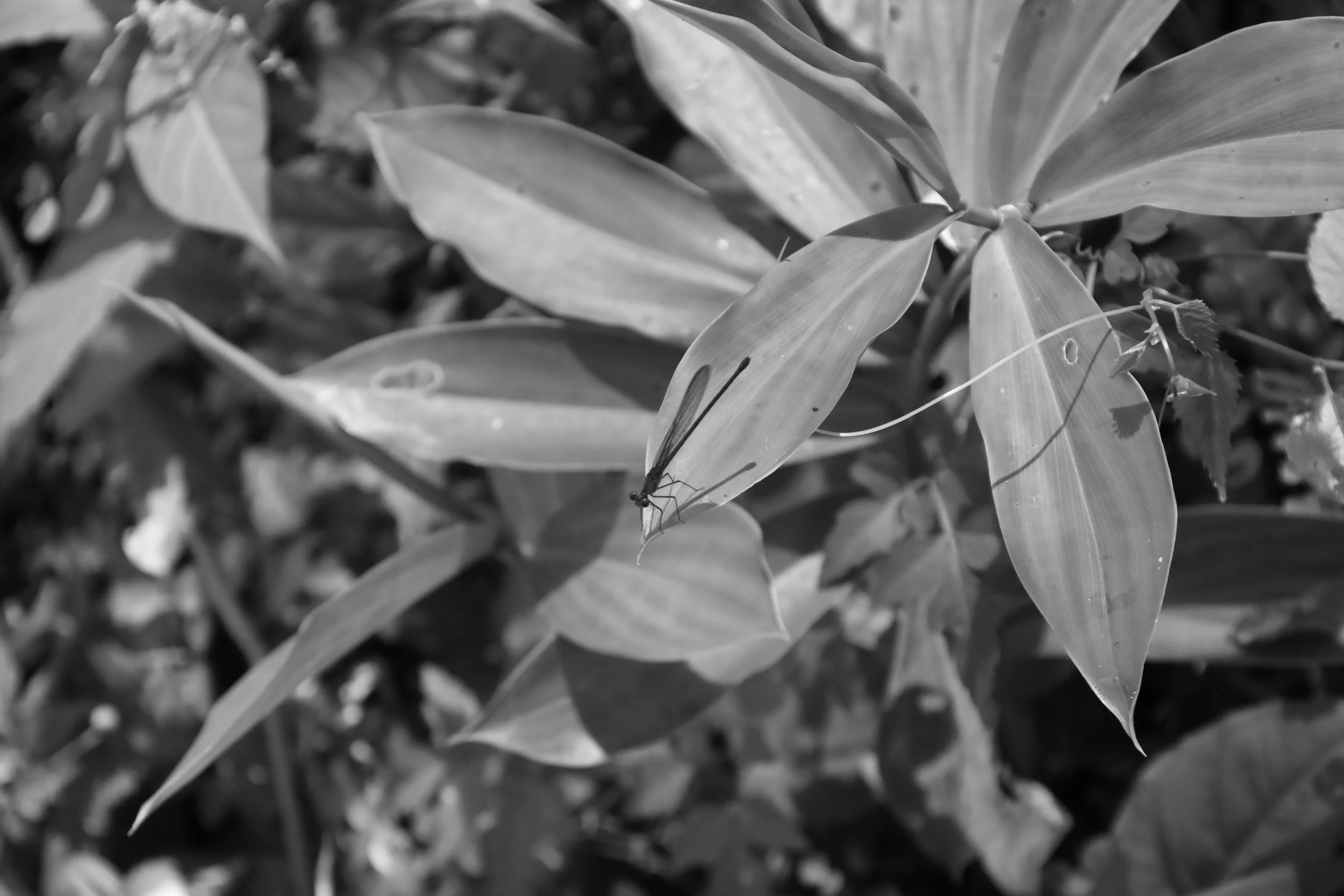 Libélula sobre hojas en Chiapas