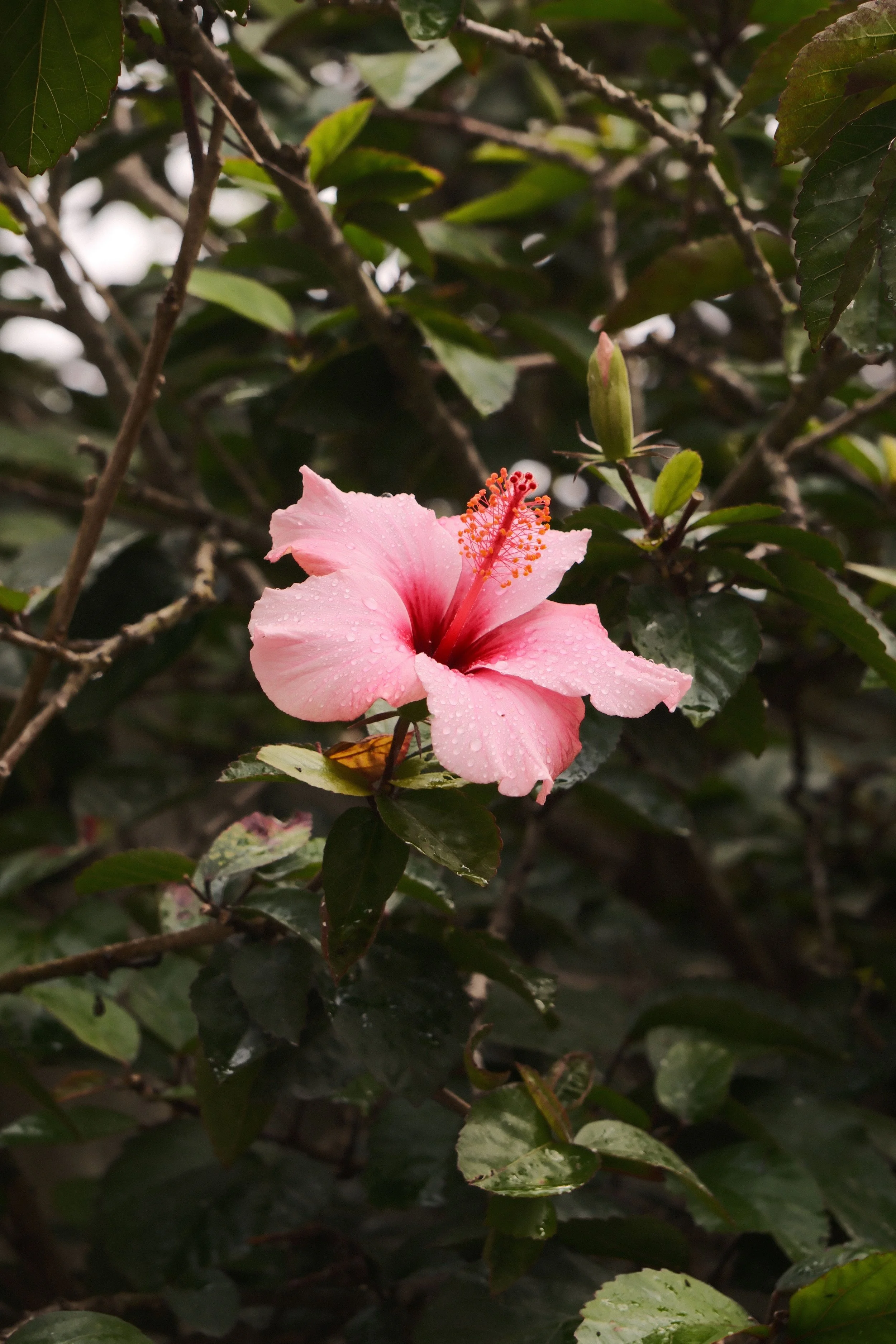 Une fleur d'hibiscus rose avec des gouttes d'eau sur ses pétales, entourée de feuilles vert foncé et de branches, dans un environnement naturel.