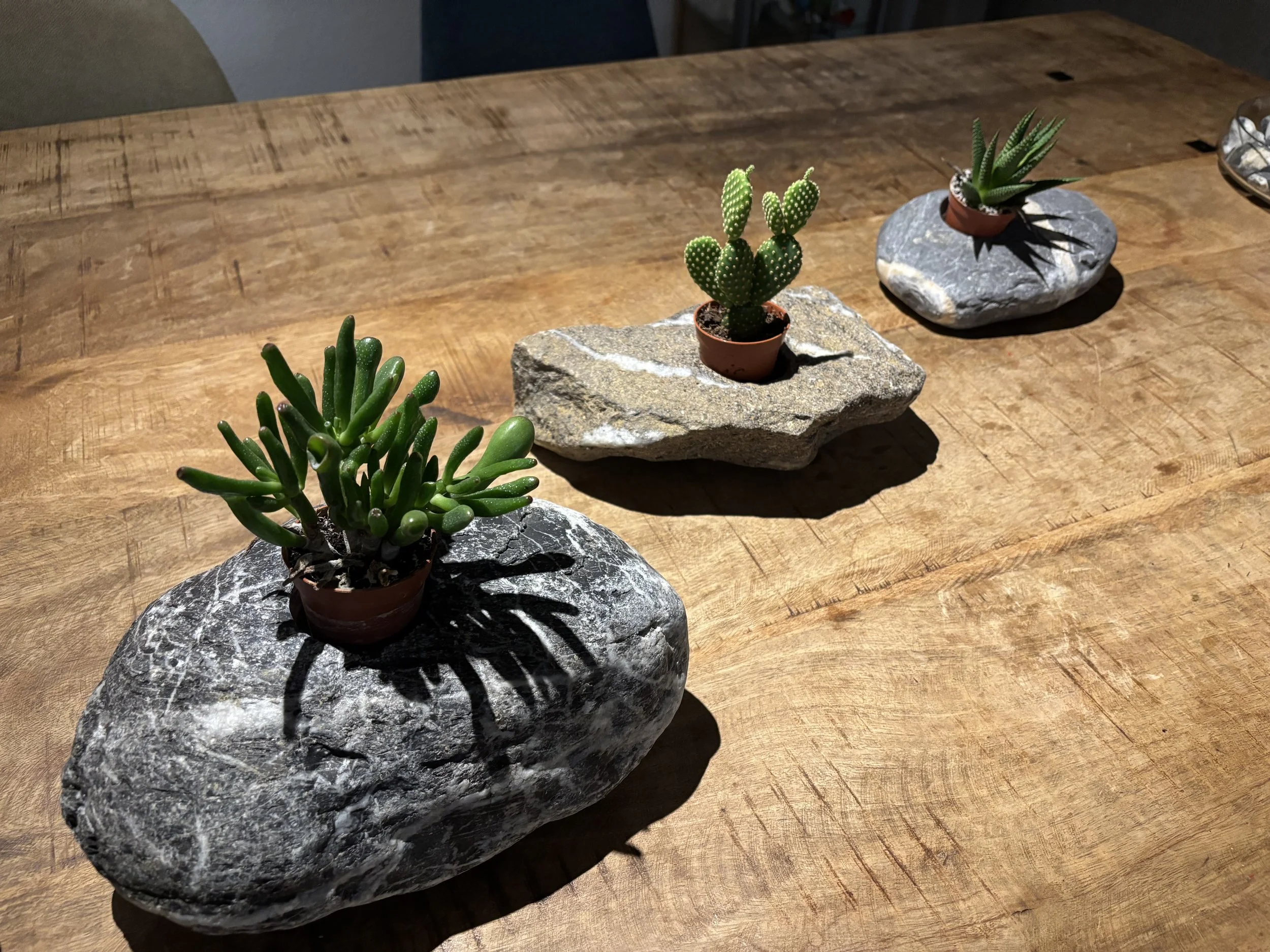 Drei kleine Sukkulenten in Töpfen, auf Steinen auf einem Holztisch, mit Schatten