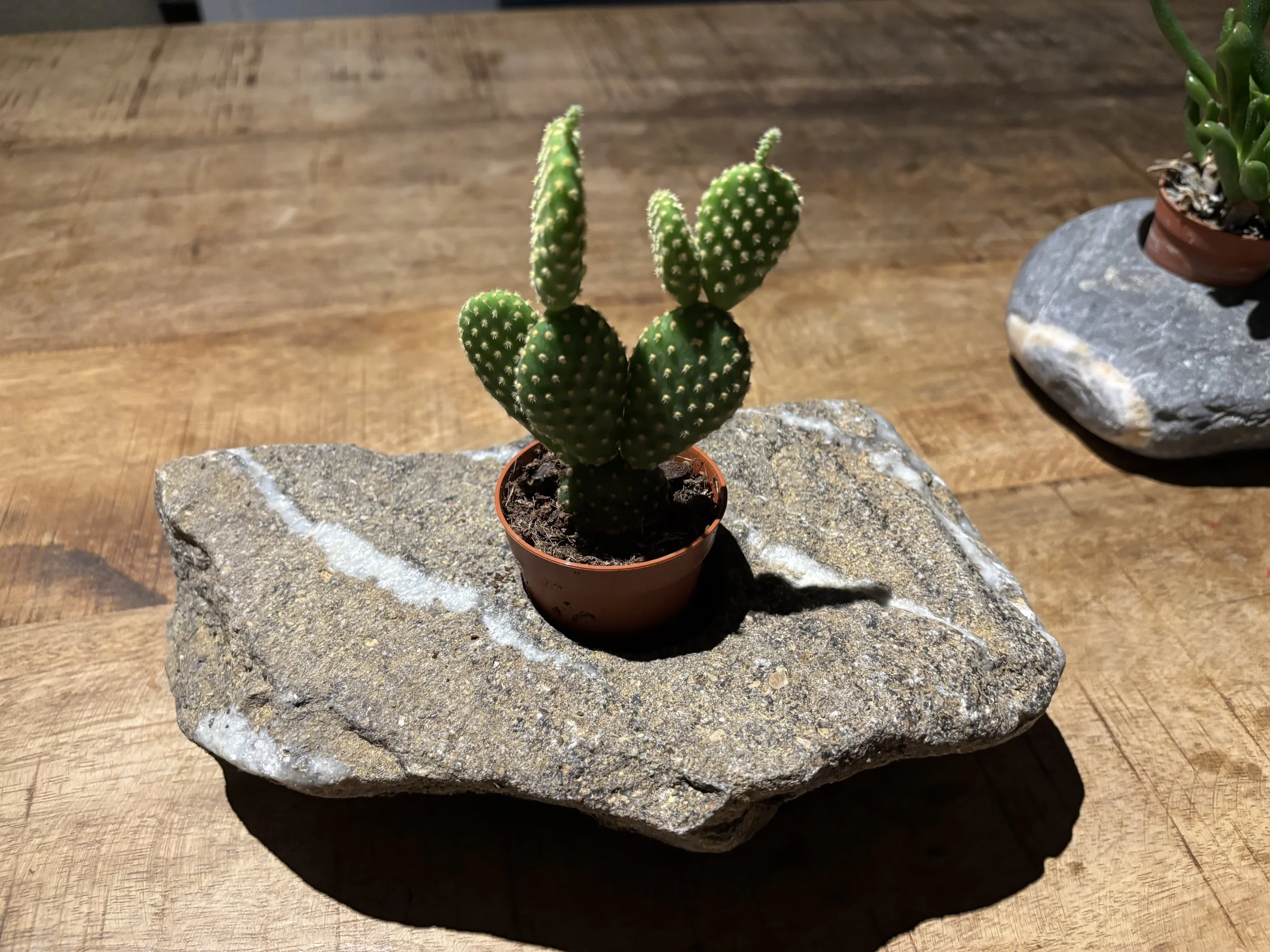 Kakteengewächs in einem kleinen Topf, auf einem flachen Stein, auf einem Holztisch.