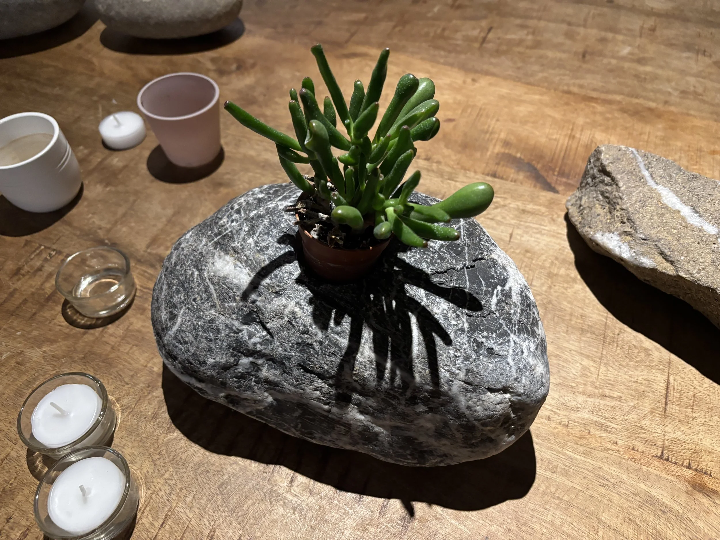 Grüner Kaktus auf einem großen, flachen grauen Stein, umgeben von Kerzen auf einem Holztisch.