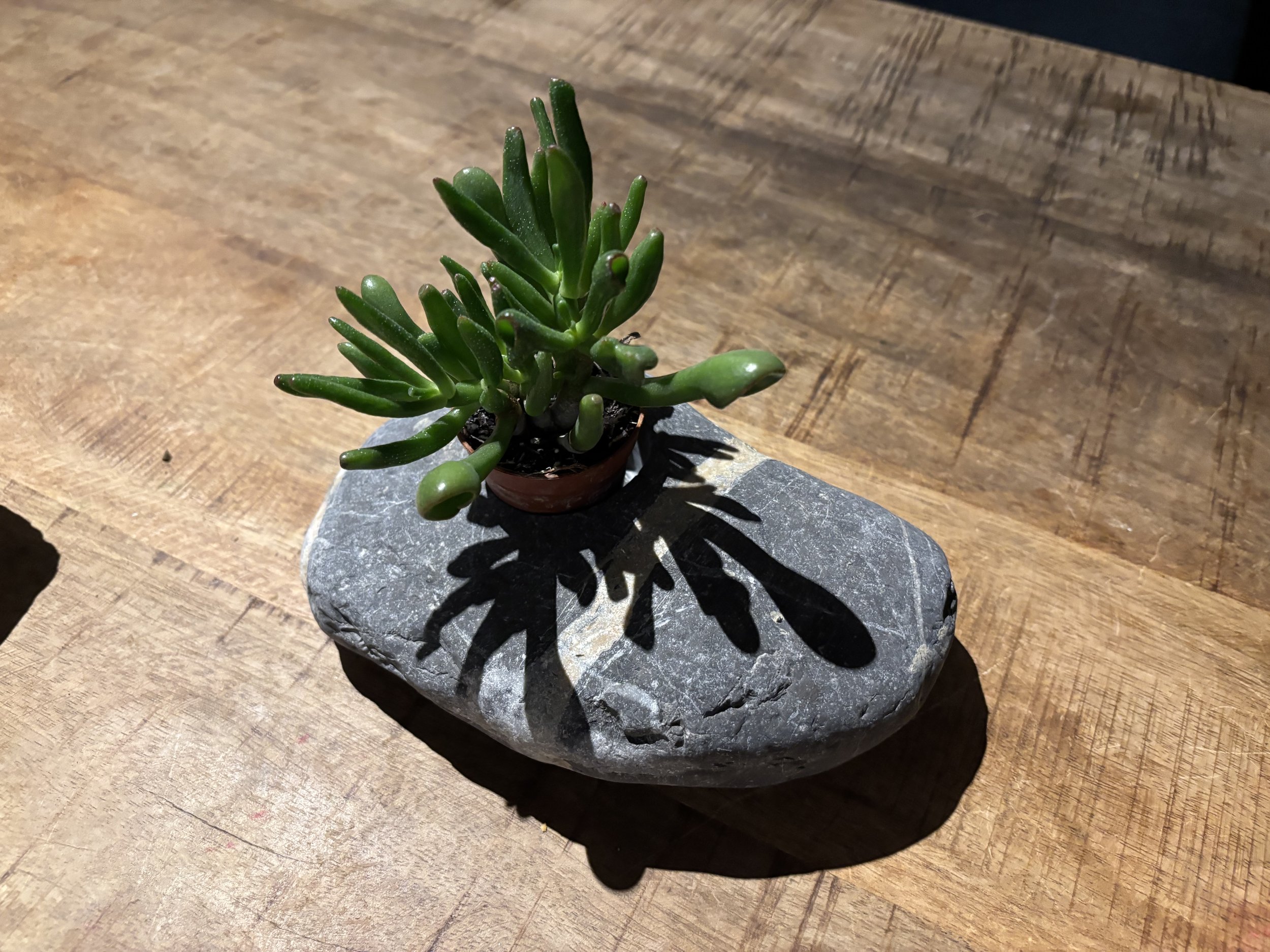 Kleiner grüner Sukkulente in einem kleinen Tontopf, auf einem flachen, dunkelgrauen Stein auf einem Holzhochtisch.
