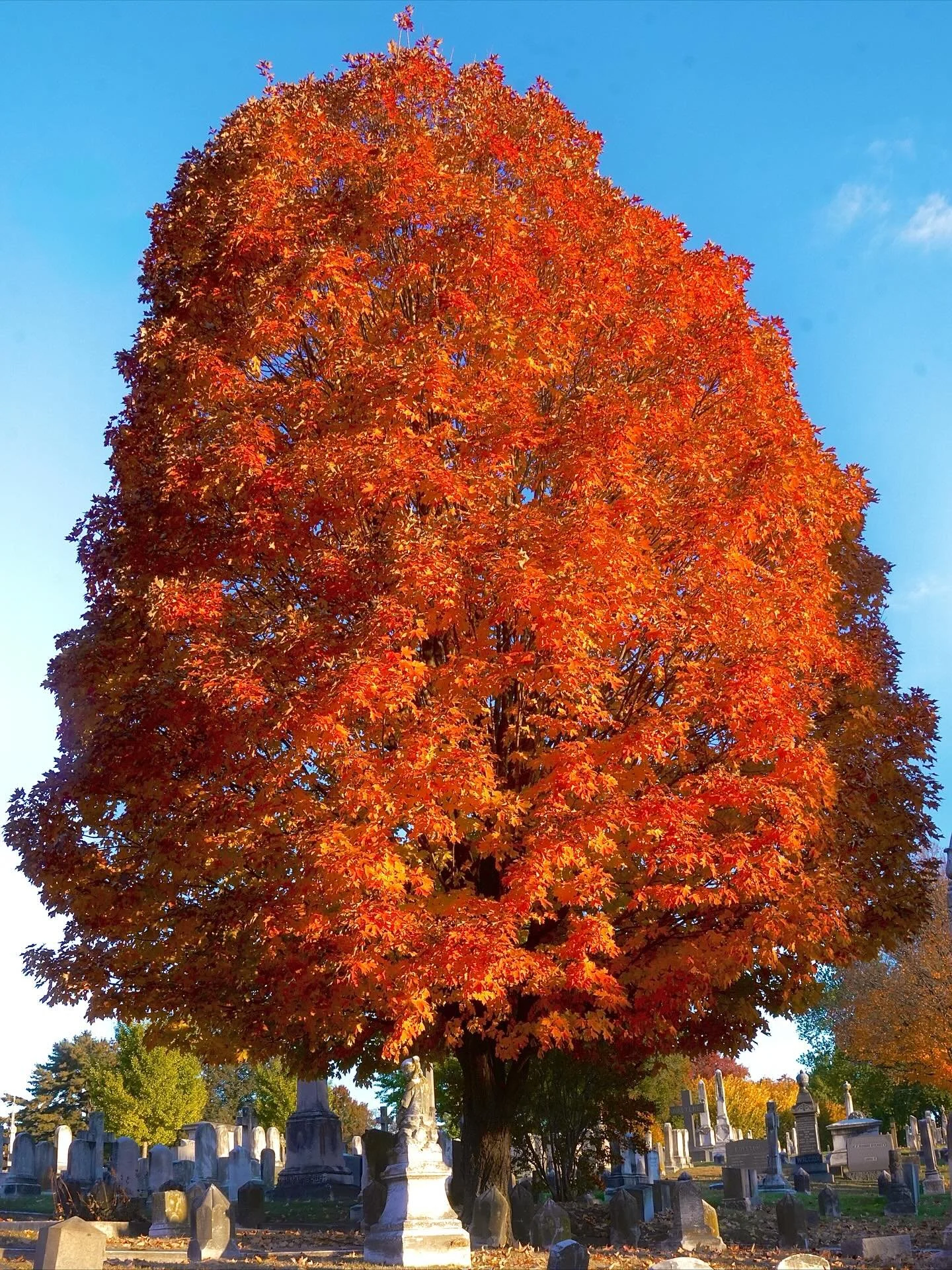 Autumn Season 🍂

📍Baltimore, MD