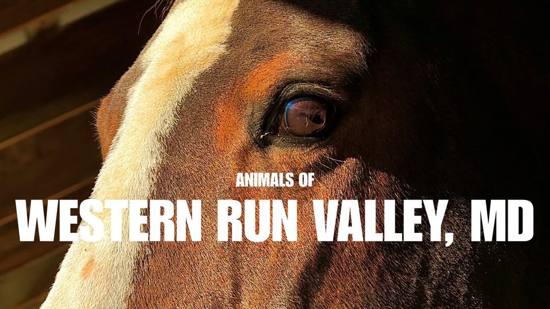 Some animals I managed to find and capture while exploring this beautiful rural area of Maryland. 

Never seen horses and goats so close to my face before haha

📍Western Run Valley, MD