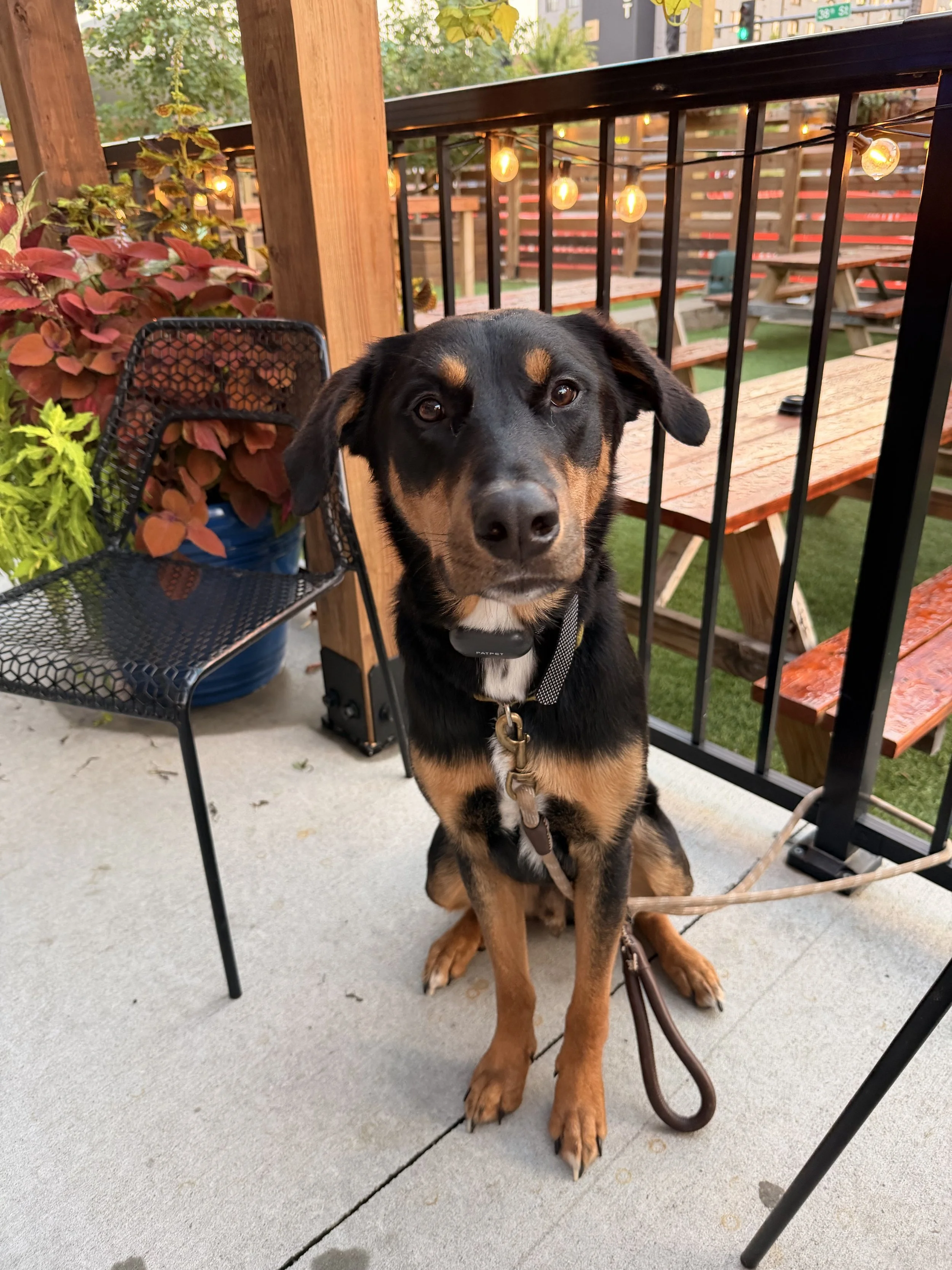 A large black and brown dog sits on the dog-friendly patio.