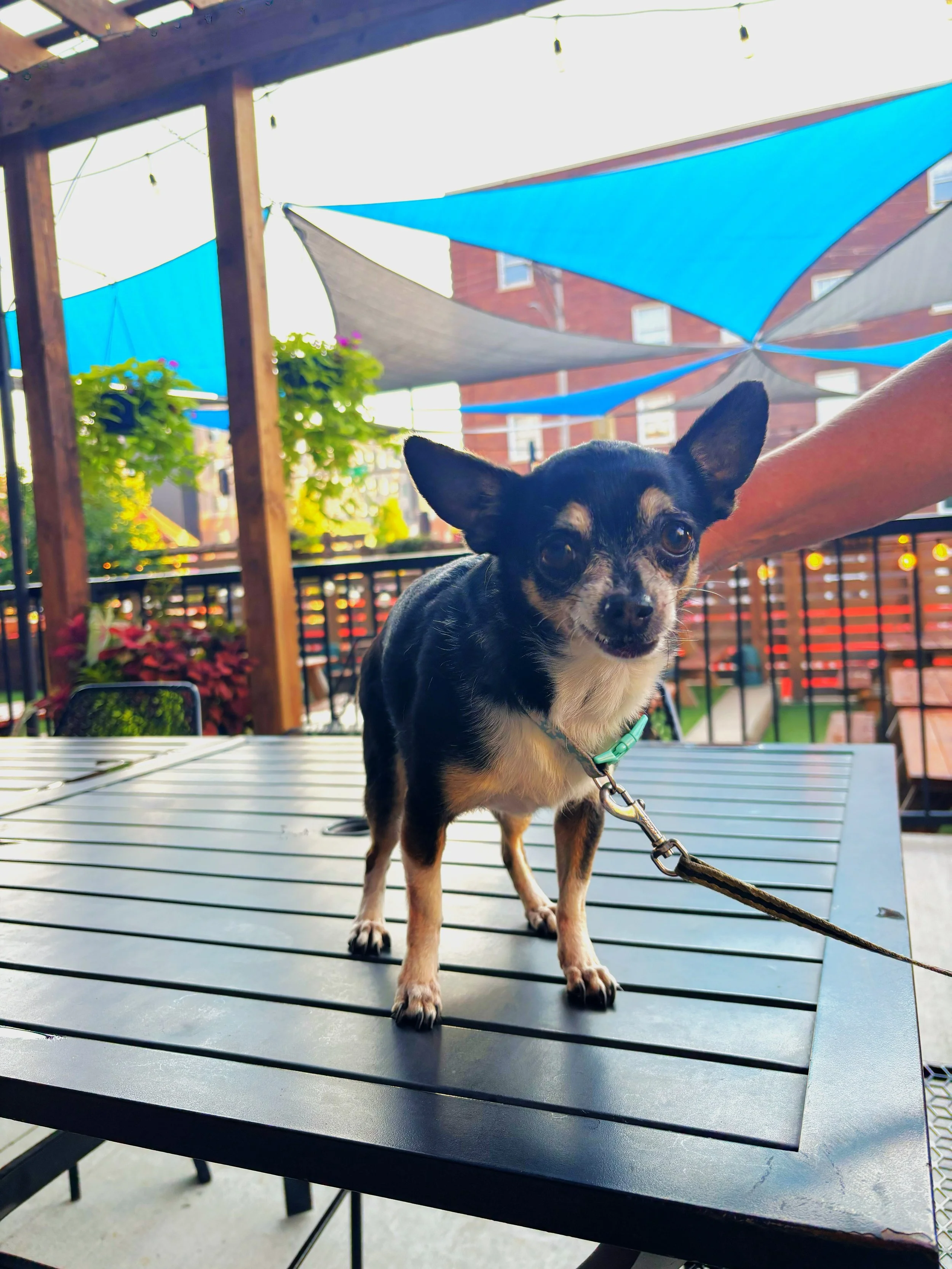 A small black and brown dog stands on a table on the patio.