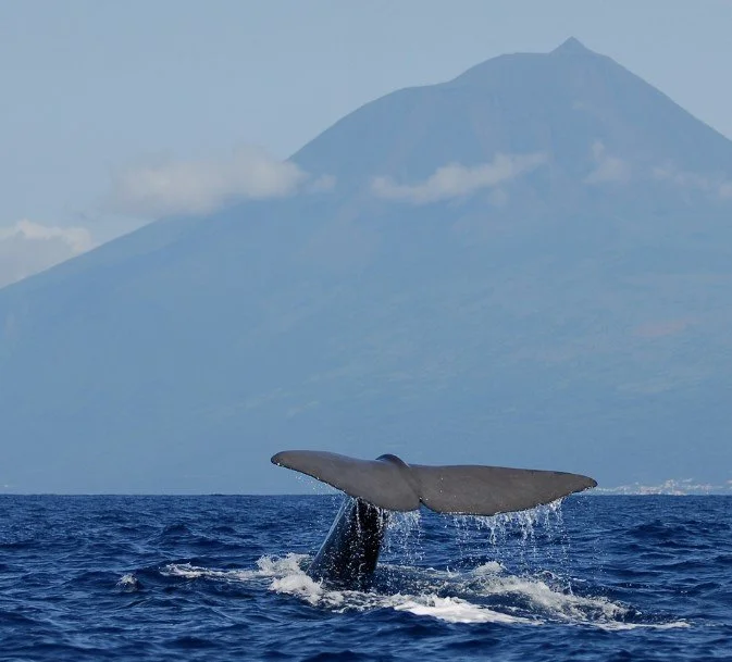 Pico whale.jpg