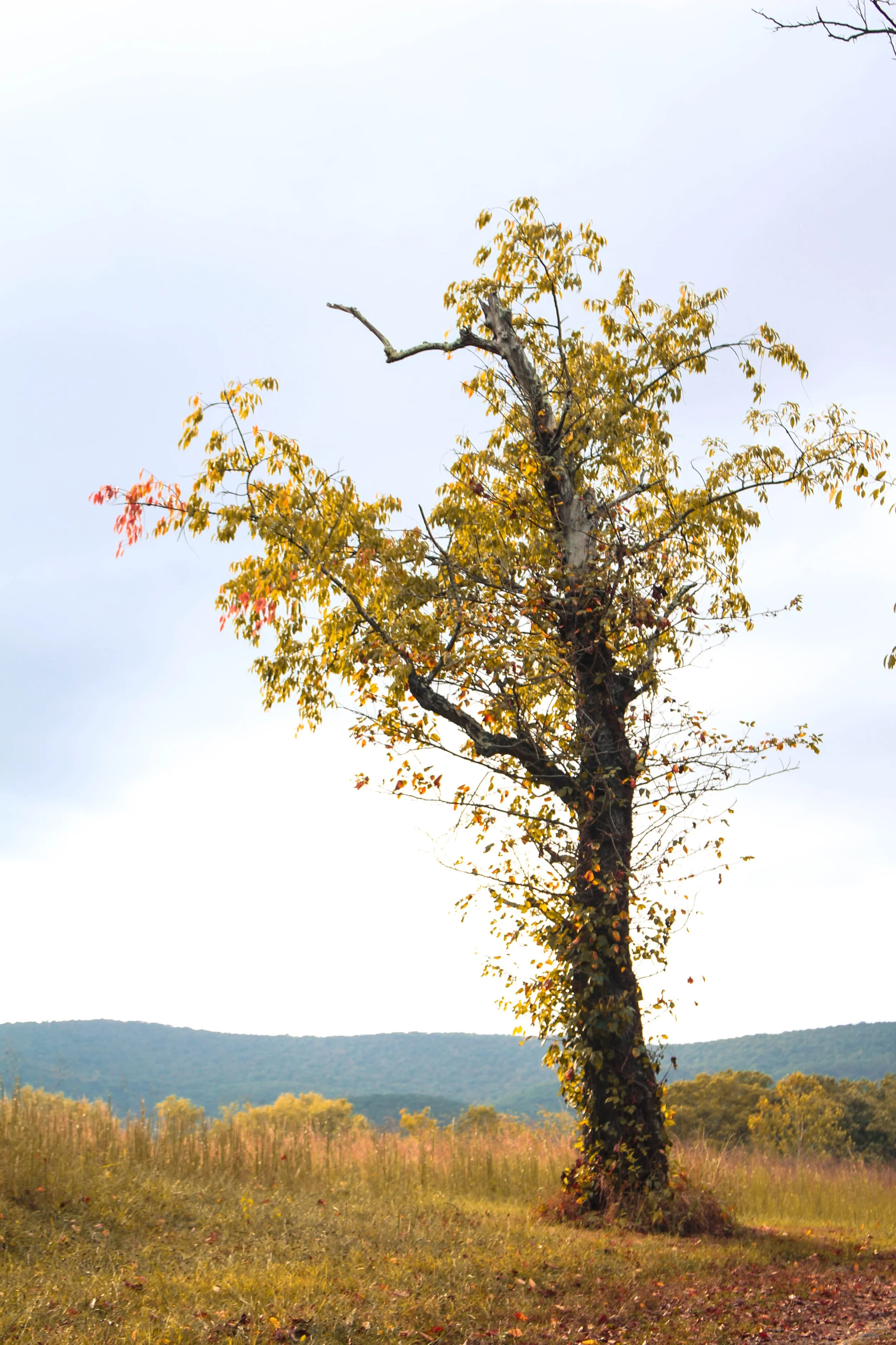 Autumn Tree | Rawlings, MD
