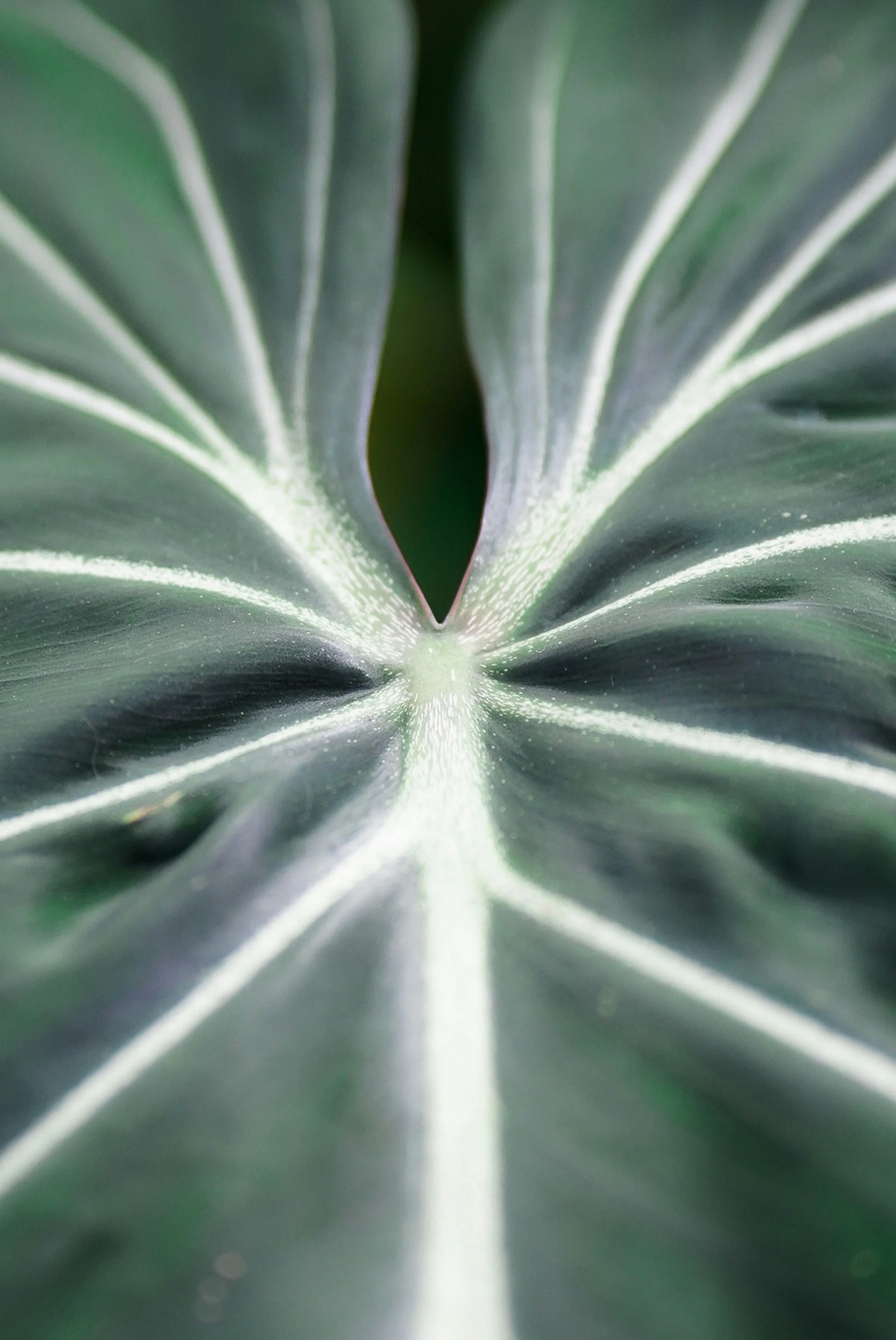 maya-schwarzer-oldBQCy-FwU-unsplash.jpg