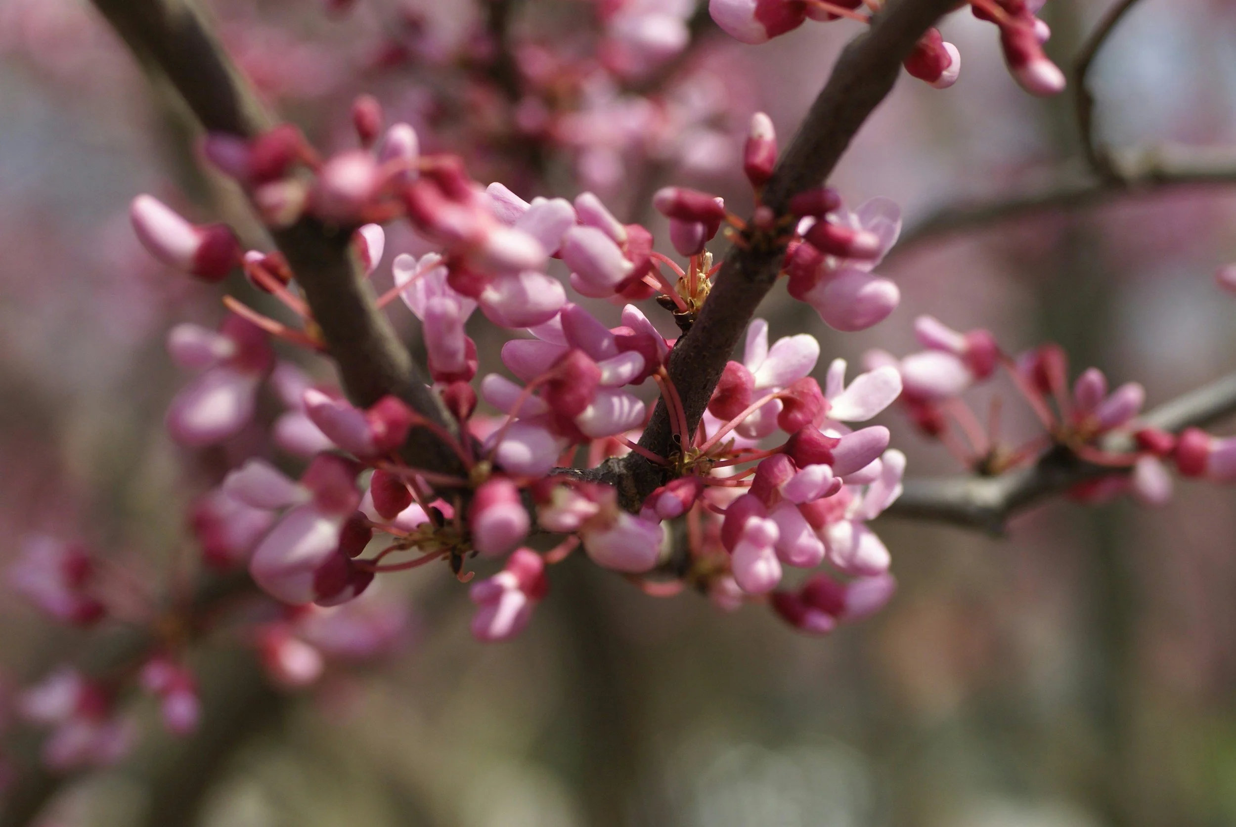 lentebloemen in de knop
