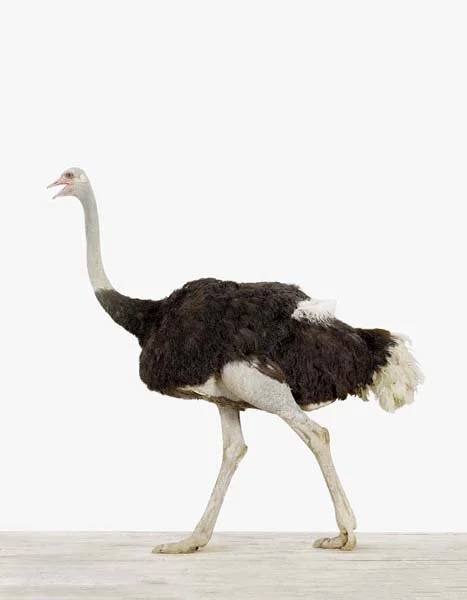 Ostrich_7x9.jpg