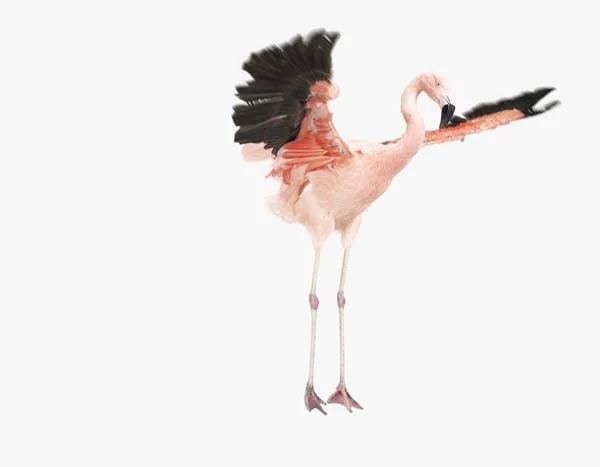 Flying Flamingo_7x9.jpg