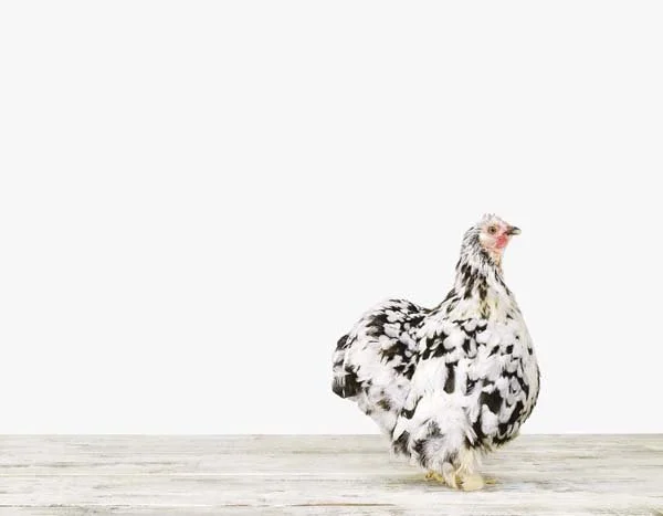 Motteld Cochin_7x9.jpg