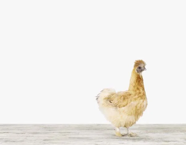 Silky Chicken_7x9.jpg