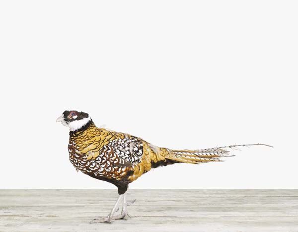 Pheasant03_7x9.jpg