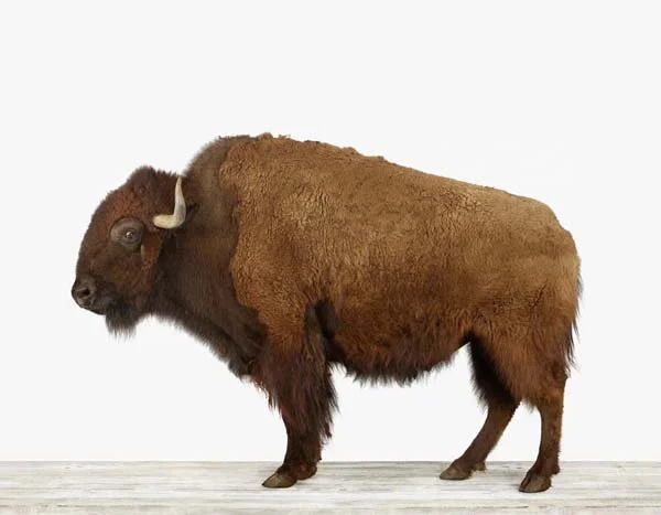 American_BUFFALO_7x9.jpg