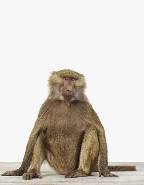 Baboon_7x9.jpg