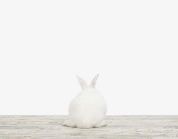 Baby Bunny03_7x9.jpg