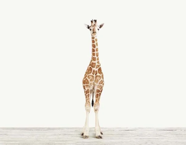 Giraffe03_Horizontal_7x9.jpg