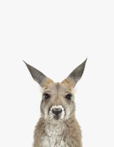 LD_baby_Kangaroo_7x9.jpg