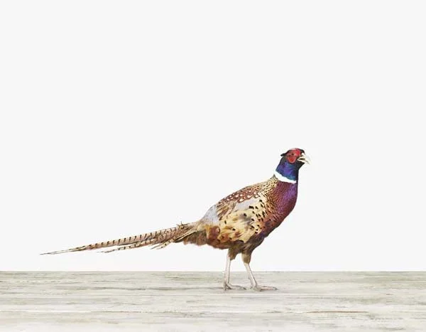 Pheasant02_7x9.jpg