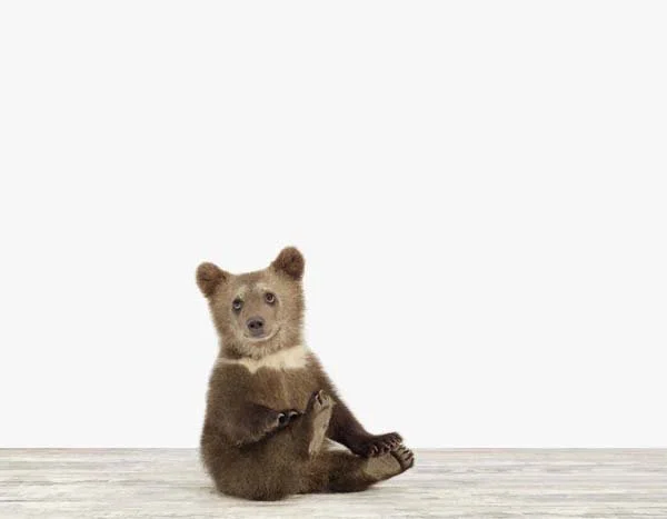 Bear Cub_7x9.jpg