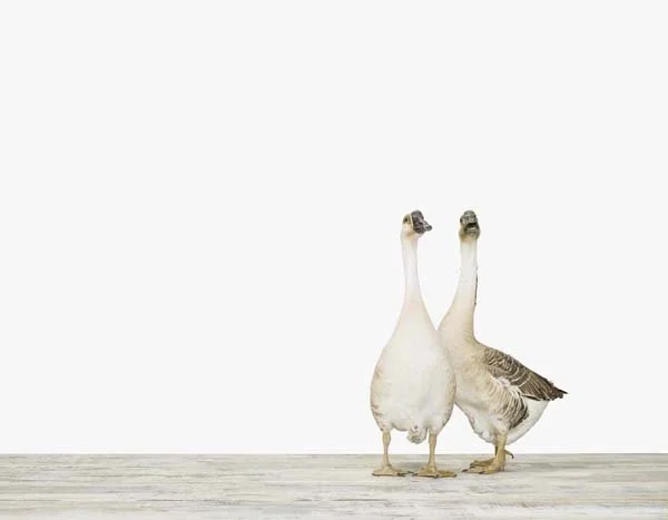 TwoGeese02_7x9.jpg