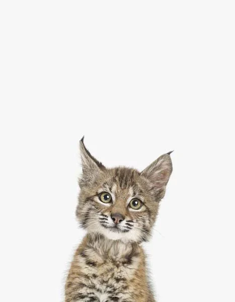 LD_Baby Bobcat_7x9.jpg