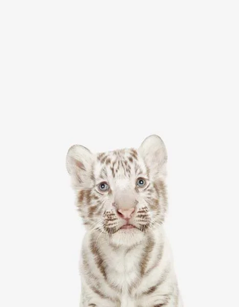 LD_Baby_WhiteTiger_7x9.jpg
