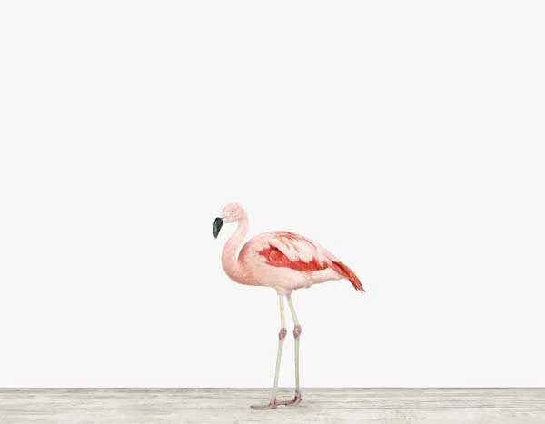 Flamingo01_7x9.jpg