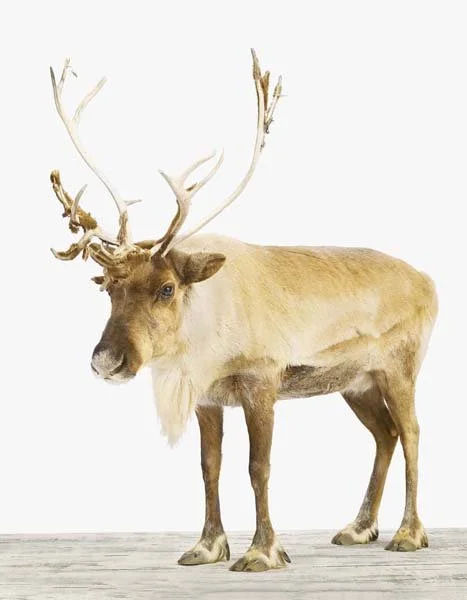 Reindeer_7x9.jpg
