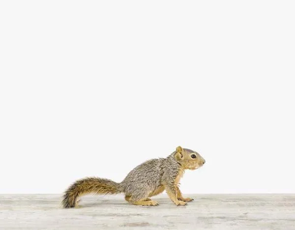 Baby Squirrel_7x9.jpg
