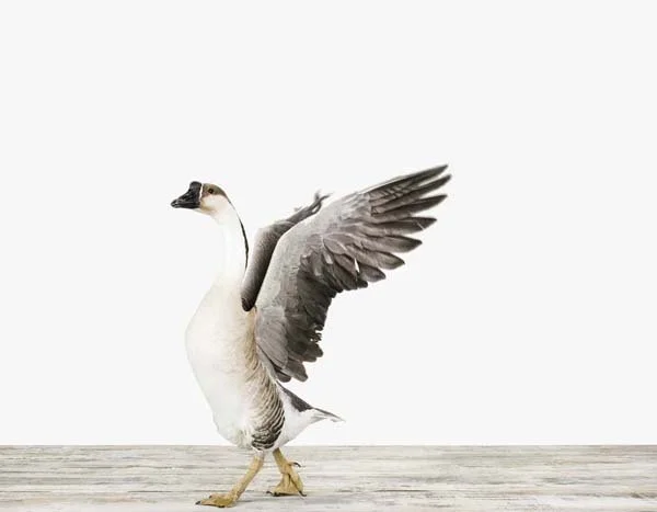 Grey Goose02_7x9.jpg