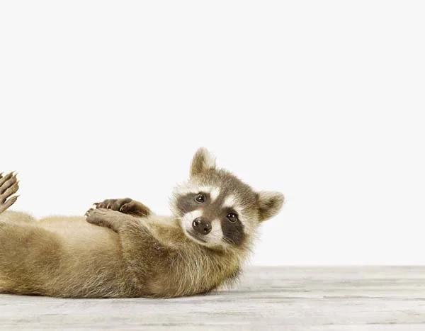Baby Racoon02_7x9.jpg