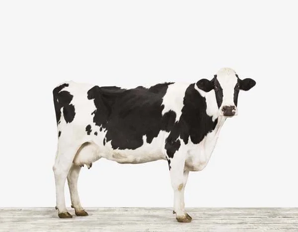 Cow01_7x9.jpg