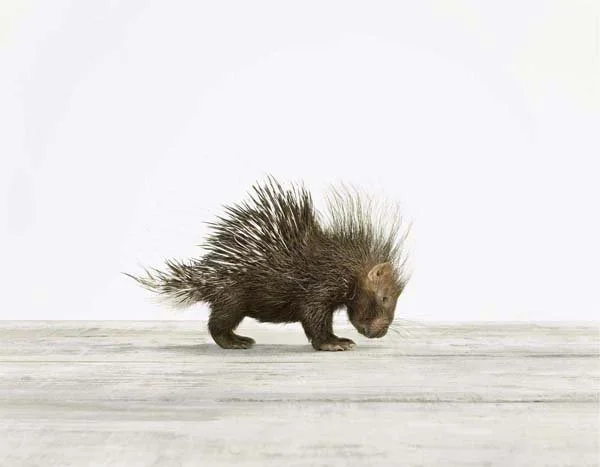 Baby Porcupine_7x9.jpg
