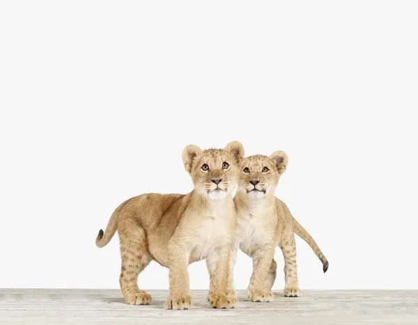 Lion Cub_Twins_7x9.jpg