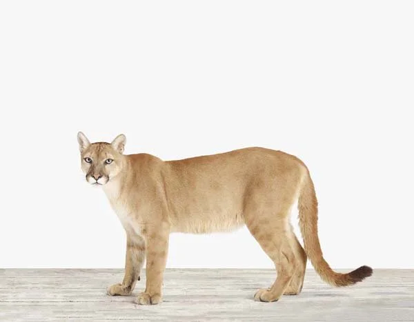 Cougar_7x9.jpg