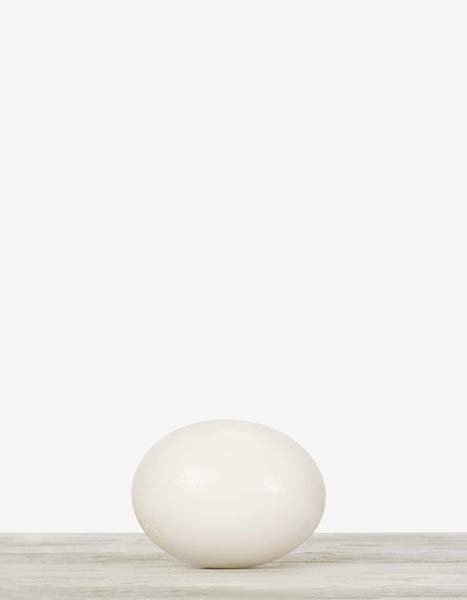 Ostrich Egg_7x9.jpg