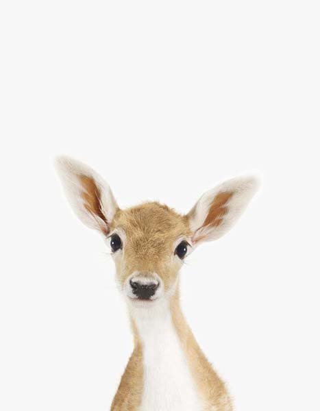 LD_Baby_Deer_7x9.jpg