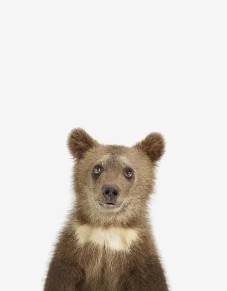 LD_Bear Cub_7x9.jpg